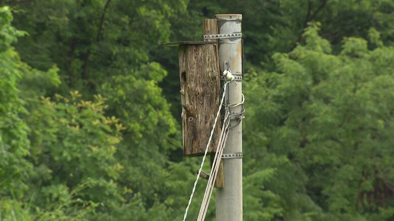 電信柱に取り付けられた巣箱