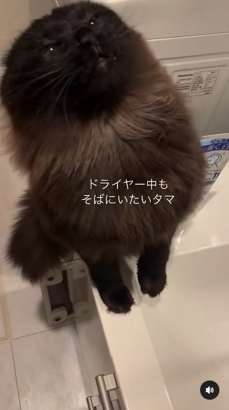 提供：イナタマグラムさん