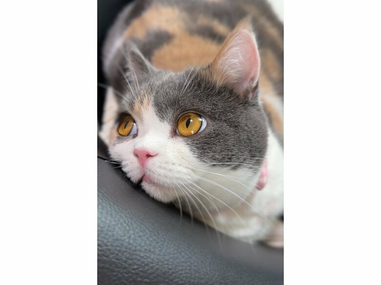 普段のみゅーちゃん