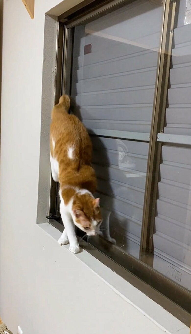 そのままゆっくり反対側に後ろ足を下ろしていって…