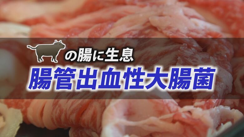 強力な毒素を出すO-157