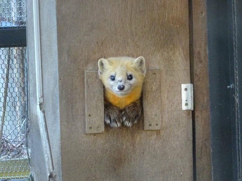 巣箱から顔をだすエゾクロテンのてんてんくん（提供：釧路市動物園）