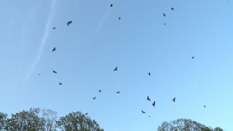 駅前から公園に大量のカラスが姿を現すように