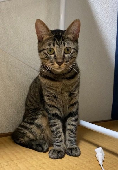 お座りポーズのふくちゃん