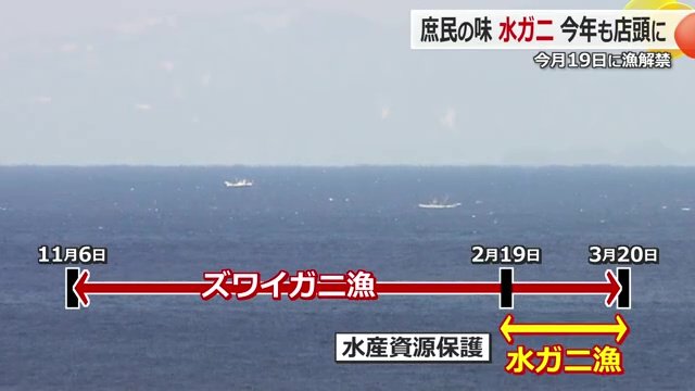 ズワイガニの漁期