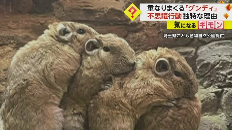グンディ4匹が重なっている
