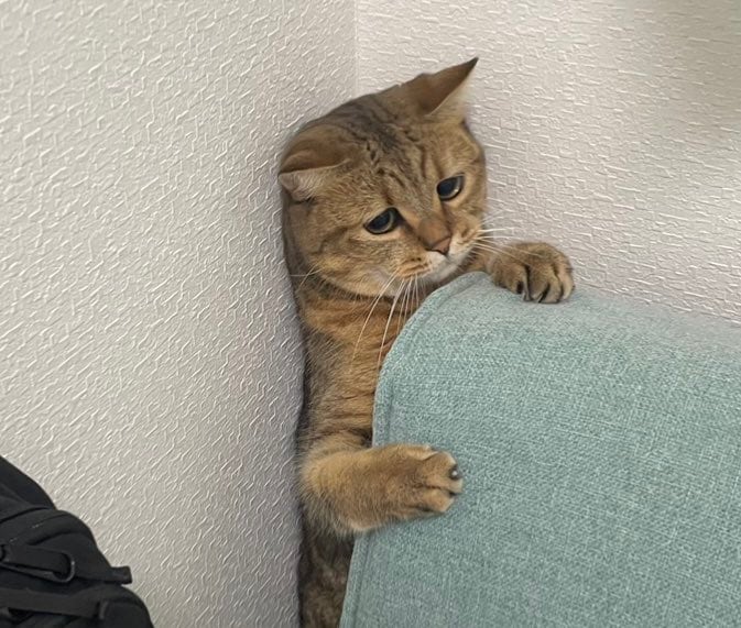 挟まって困り顔
