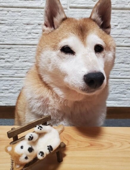 提供：柴犬ななさん