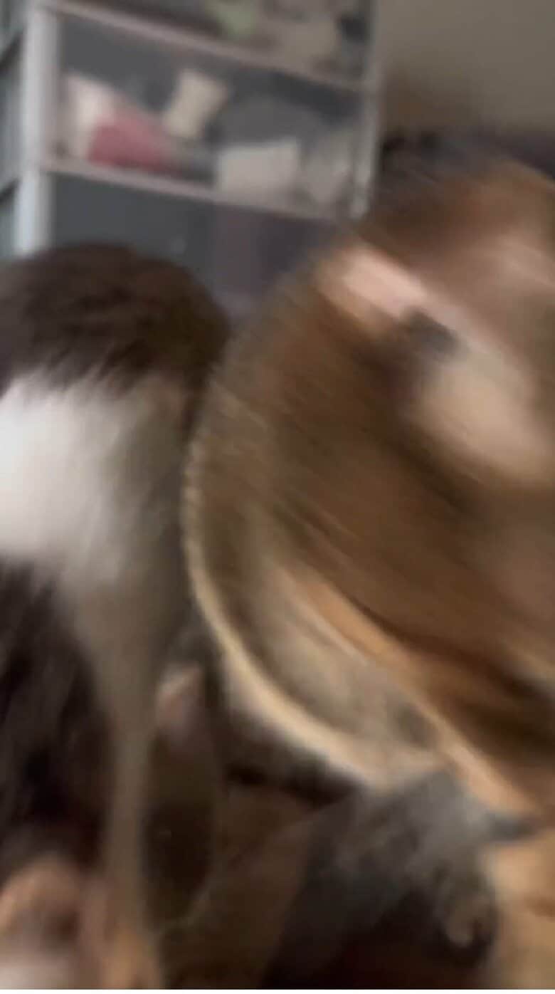 しぶけんさんの元へご飯を求めに向かった