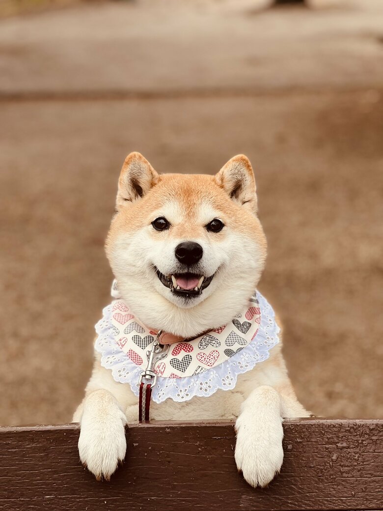 画像提供：柴犬ハナさん