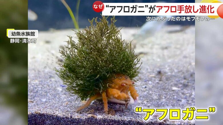 人気者の“アフロガニ”の姿（映像提供：幼魚水族館）