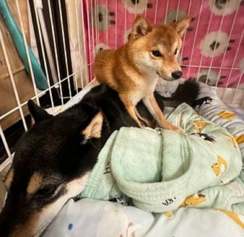 やんちゃなおでんくん　寝ているおはぎくんの上に…
