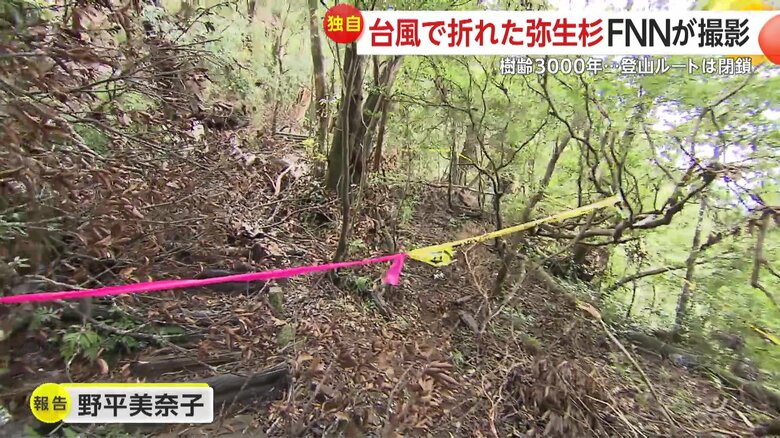 遊歩道を塞ぐように倒木がいくつも見られる