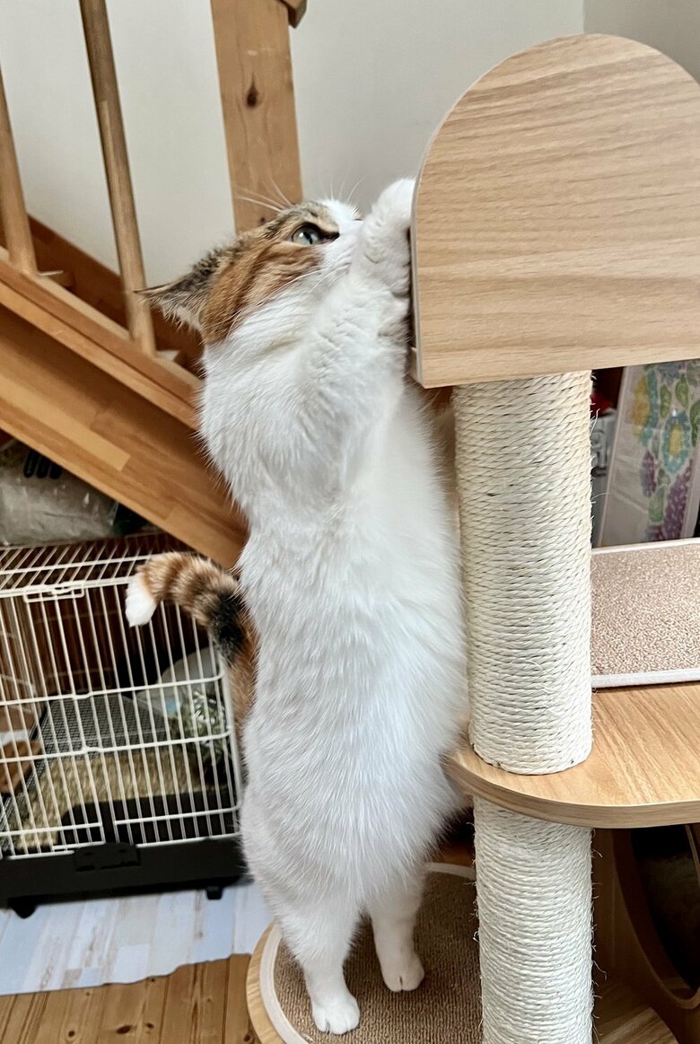 上にあるおもちゃを必死に取ろうとしている