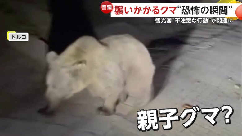 子ども達はエサに夢中な様子の親子とみられるクマ