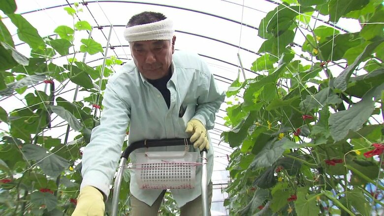 農作業をする海士の坂本さん