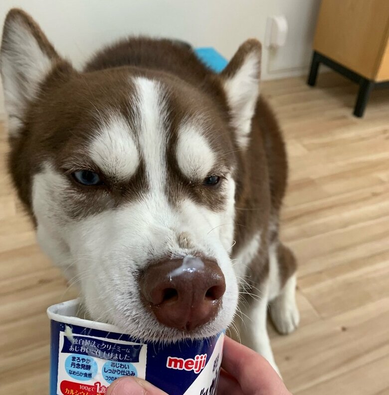 ヨーグルト大好き