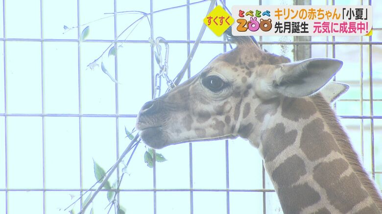 最近は葉や乾草も食べ始めたという小夏ちゃん