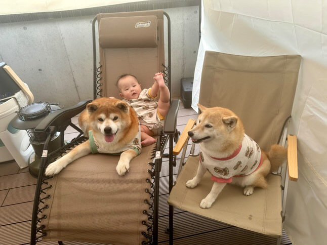 提供：飼い主さん（＠shibainu.berry）