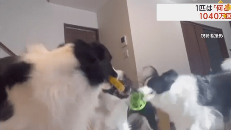 リングを取り合う2匹が動くと、同時に頭を振るワンちゃん②