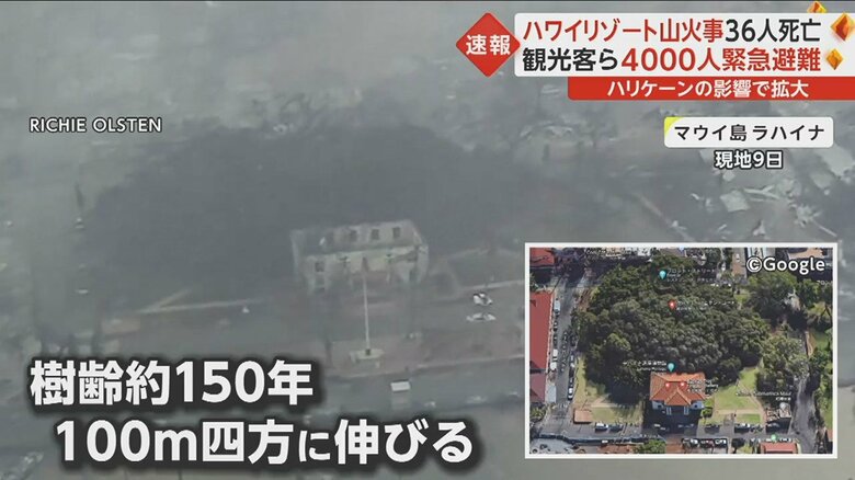 マウイ島のシンボルツリー「バニヤンツリー」が焼け焦げた姿に…