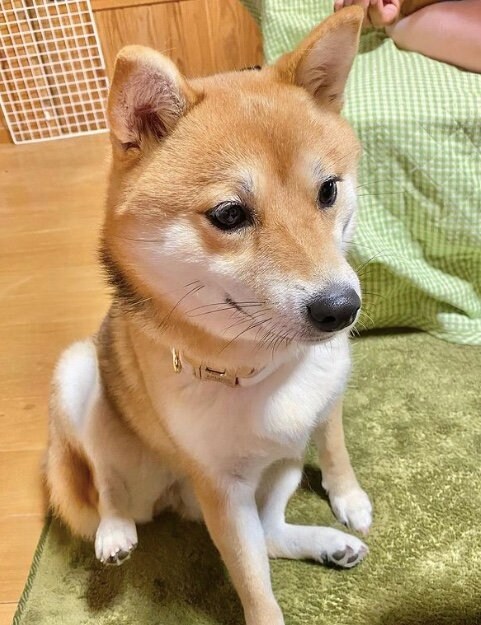 提供：shiba_mugi_さん
