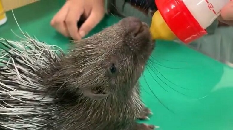 ミルクを飲んでうっとり顔のカグヤちゃん