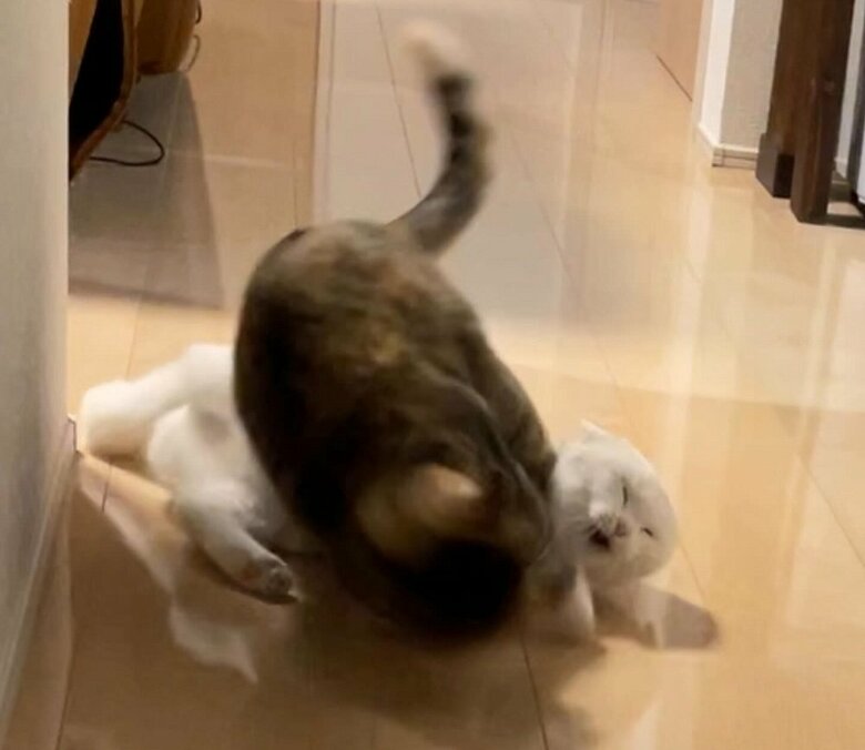 あまりにもしつこいと、むぎちゃんから鉄槌が…