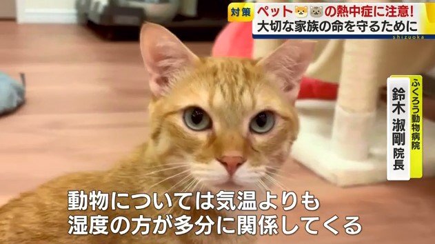 屋内に居るネコ（資料）