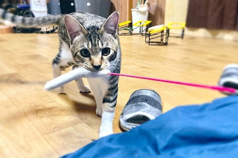 猫じゃらしをくわえて持ってきて「遊ぼう！」