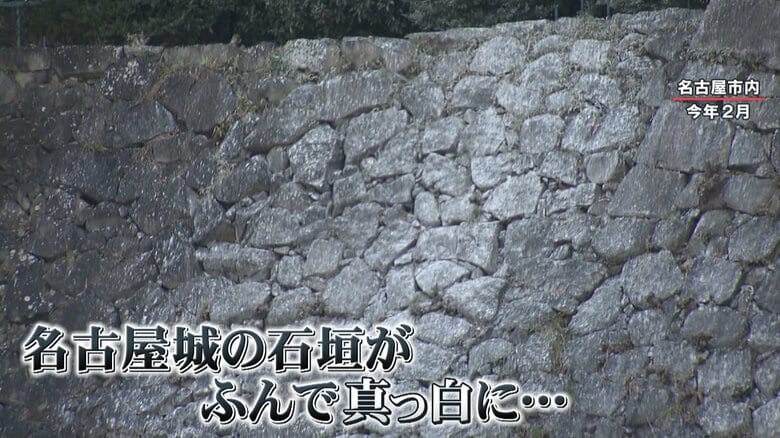 カワウのふんで真っ白になった名古屋城の石垣