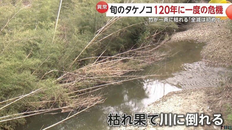 平沢たけのこ村の様子
