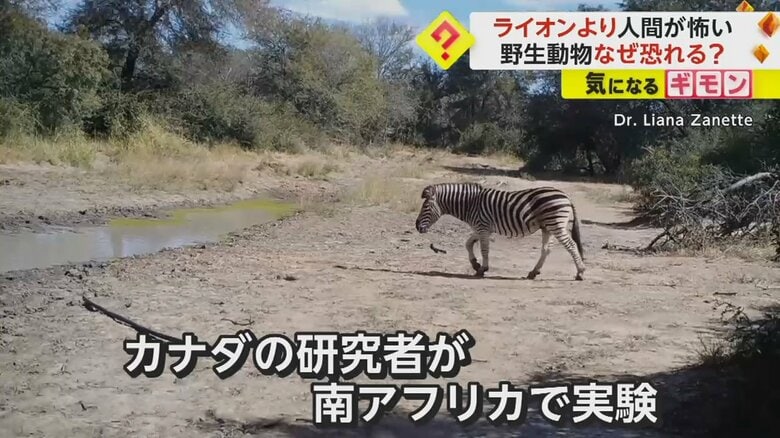 カナダの研究者たちが南アフリカで、野生動物にライオンのうなり声と人間の声を聞かせる実験を実施
