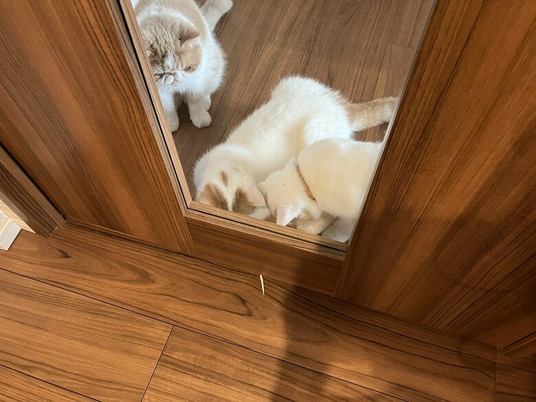 画像提供：エキゾのきなこさん。