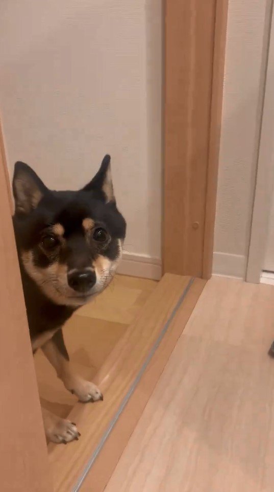 提供：豆柴ごま娘さん