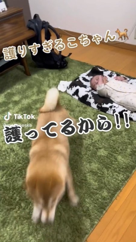 提供：柴犬こちゃんさん