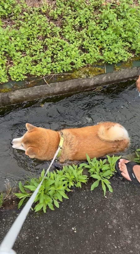 提供：柴リアンハスキーもちごめ兄弟さん