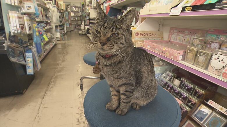 文具店の店長「シマ子」