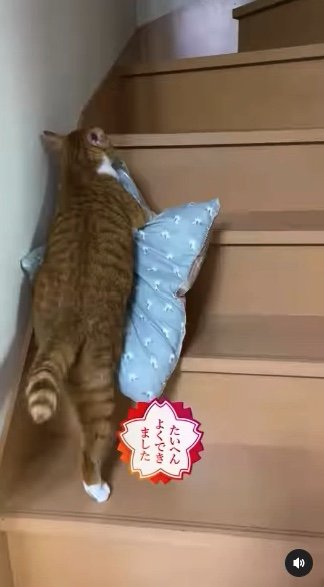 提供：赤瀬川和寿さん
