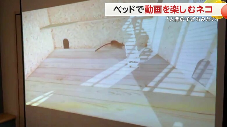 メグちゃん（13）の視線の先にあったのは…ネズミが走り回る動画