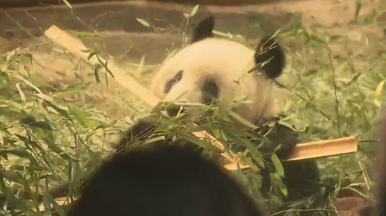 最終観覧日のシャンシャン（19日）