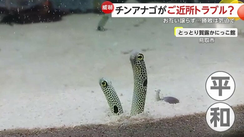 普段は争いもないというチンアナゴ　平和ににょろにょろしている