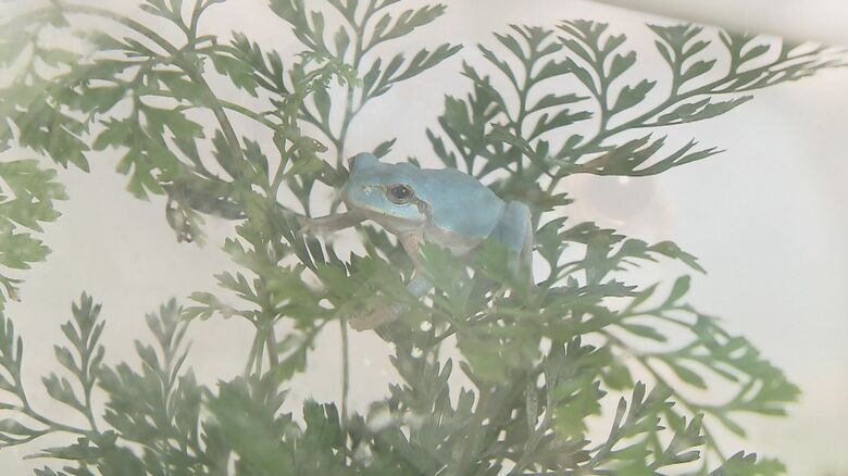 黄色の色素が抜けて青くなった？