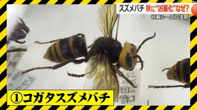 コガタスズメバチ