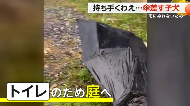 子犬はトイレのために庭に出たという