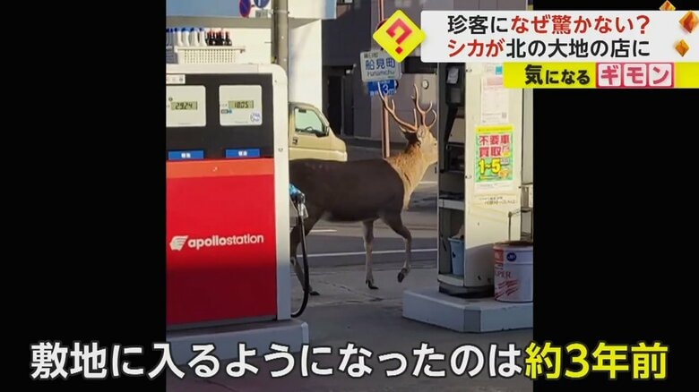 約3年前から敷地に入ってくるようになったというシカ