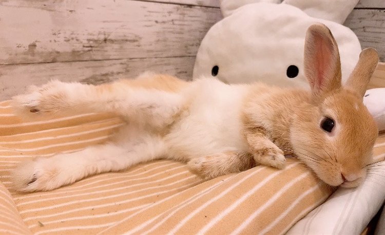 提供：げんまいとうるちさん