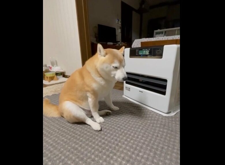 ヒーター前でまったりする豆助座衛門くん