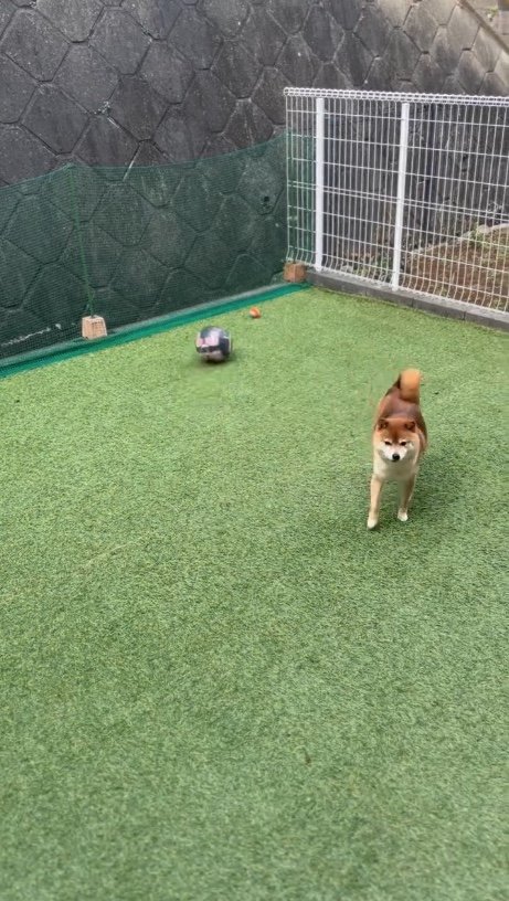 提供：Nerushibaさん