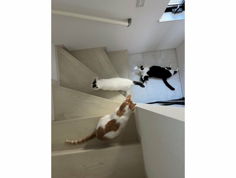 手前：たねおくん（オス・7歳）　中央：シノさん（メス・9歳）　右上：トンちゃん（提供：卵山玉子先生）